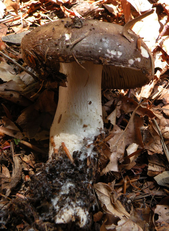 Portate pazienza: Tricholoma?